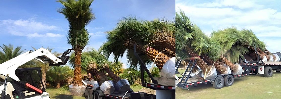 Buy TOP QUALITY PALMS starting at $75 »