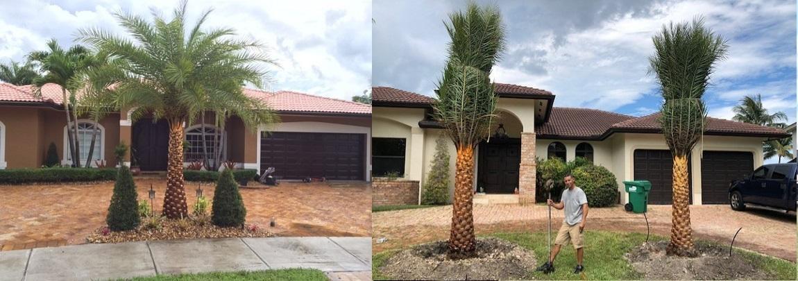 Buy TOP QUALITY PALMS starting at $75 »