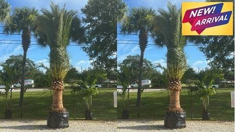 canary date palm new arrival