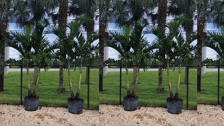 christmas adonidia palm