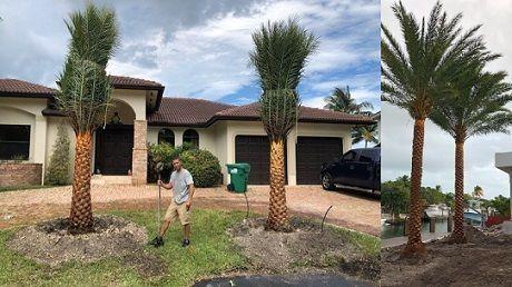 sylvester palms Luis 460x258