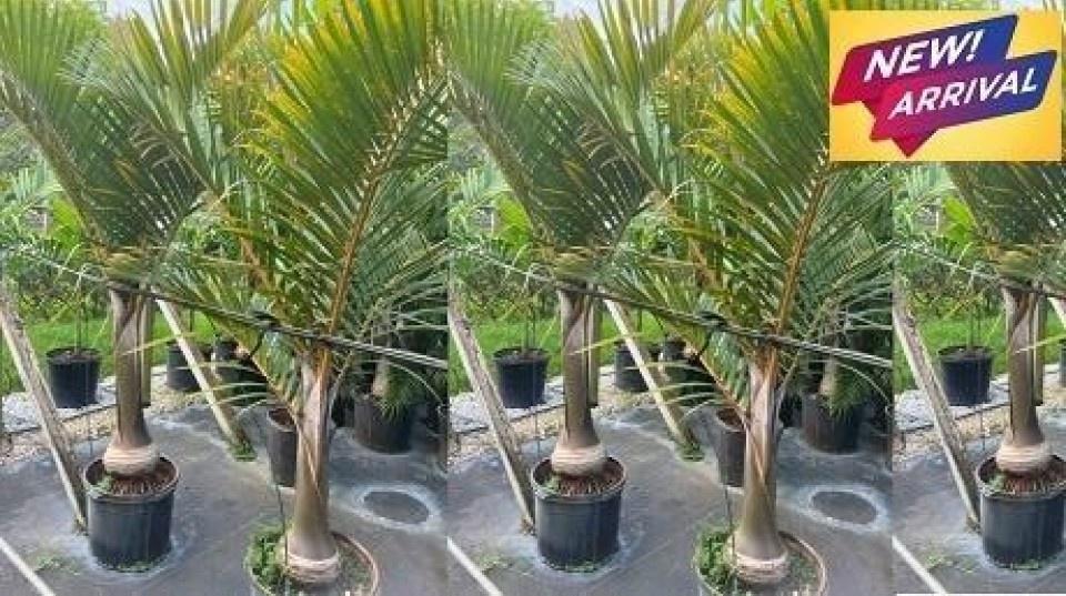 Spindle Palm
